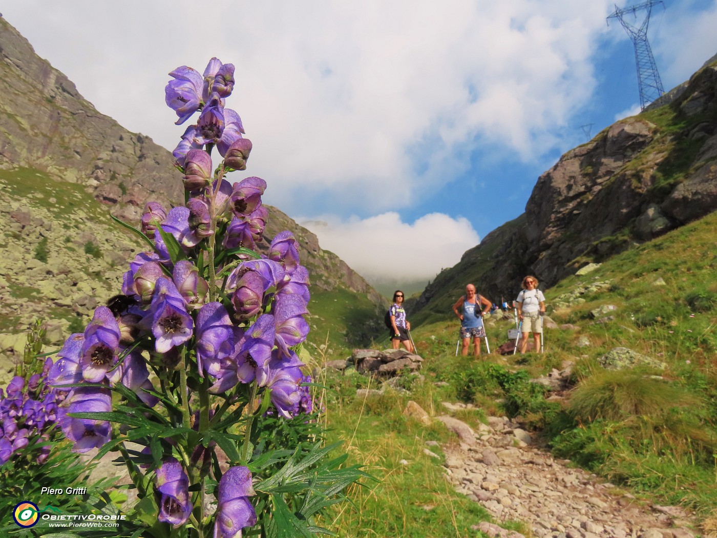 01 Aconitum napellus (Aconito napello) salendo la Val Salmurano sul sent. 108.JPG